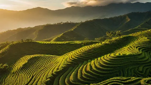 Café de Yunnan: el origen chino que sorprende a España