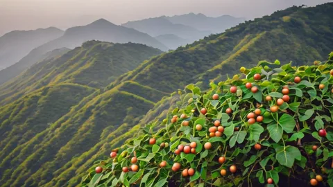 Café du Yunnan : la Chine qui bouscule la carte mondiale