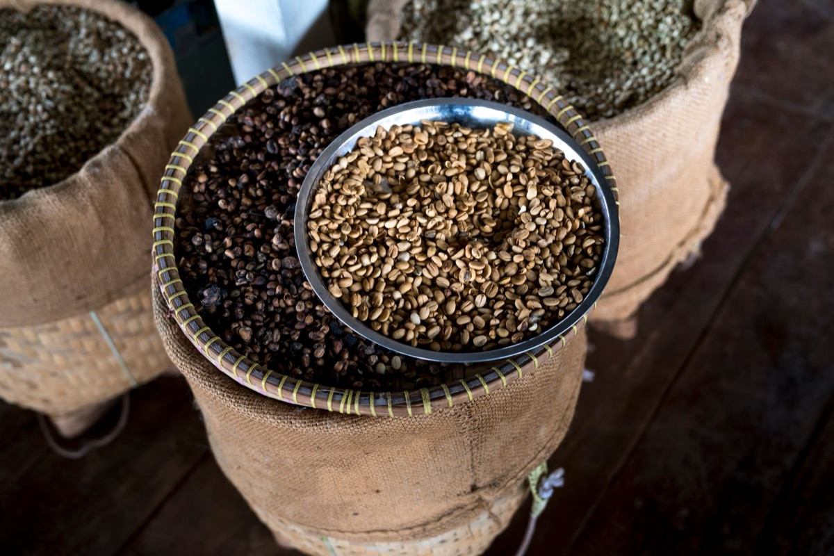 Coffee bean classification chart showing Arabica and Robusta
