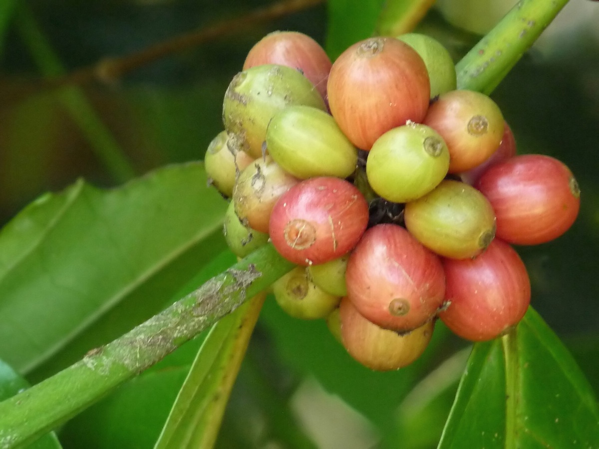 robusta coffee bean