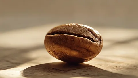 Arabica of Robusta: Welke Koffie Boon Past Bij Jouw Smaak?