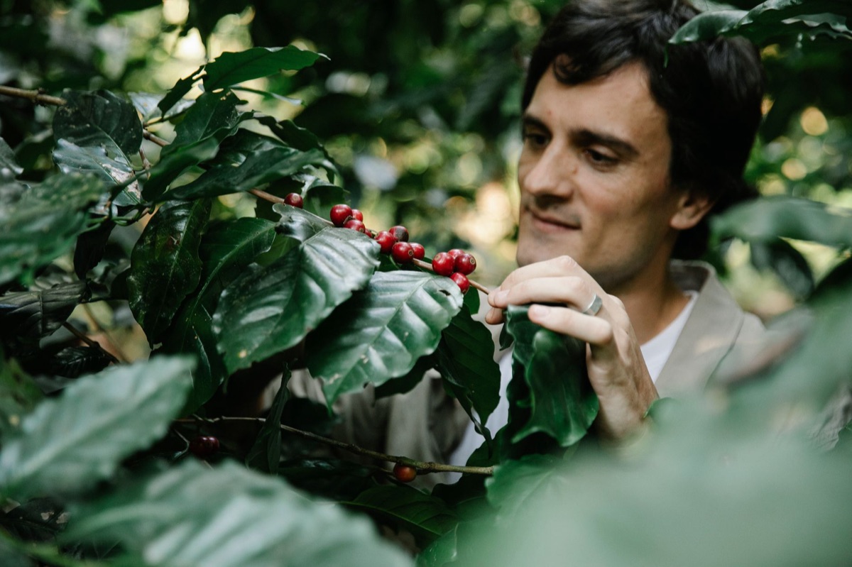 Robusta Kaffeebaum und Kaffeebohnen