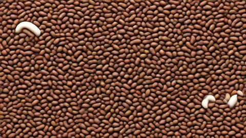 Arábica y Robusta: Conoce sus 5 Características Vitales