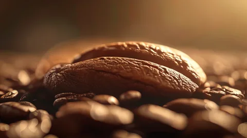 Arabica vs Robusta : 5 différences clés pour votre café