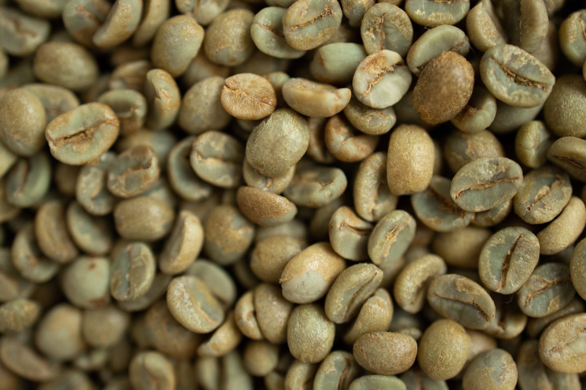 Coffee bean classification chart showing Arabica and Robusta