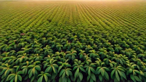 Arabica vs Robusta: 5 Diferenças Cruciais para Seu Café
