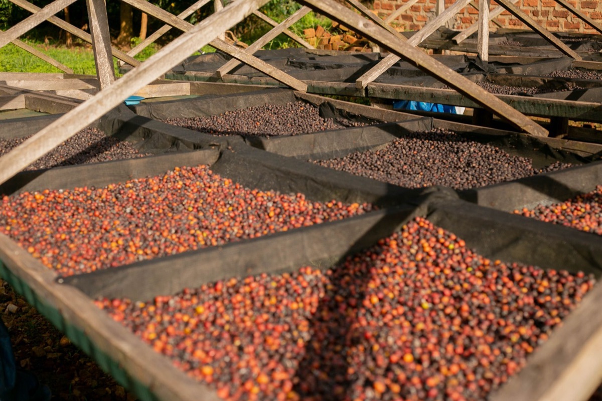 Tábla de secado de granos de café