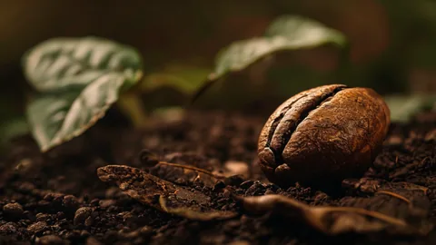 80+ Score Bereiken: De Wetenschap Achter Koffieverwerking