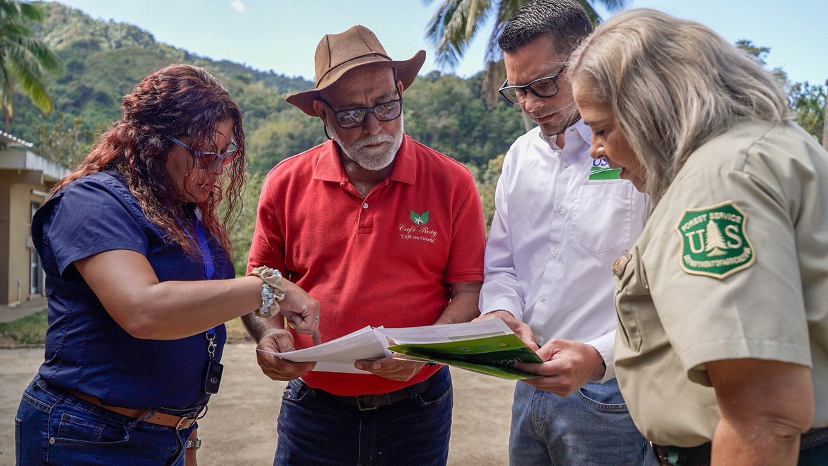 puerto rico coffee farm with rows of coffee plants