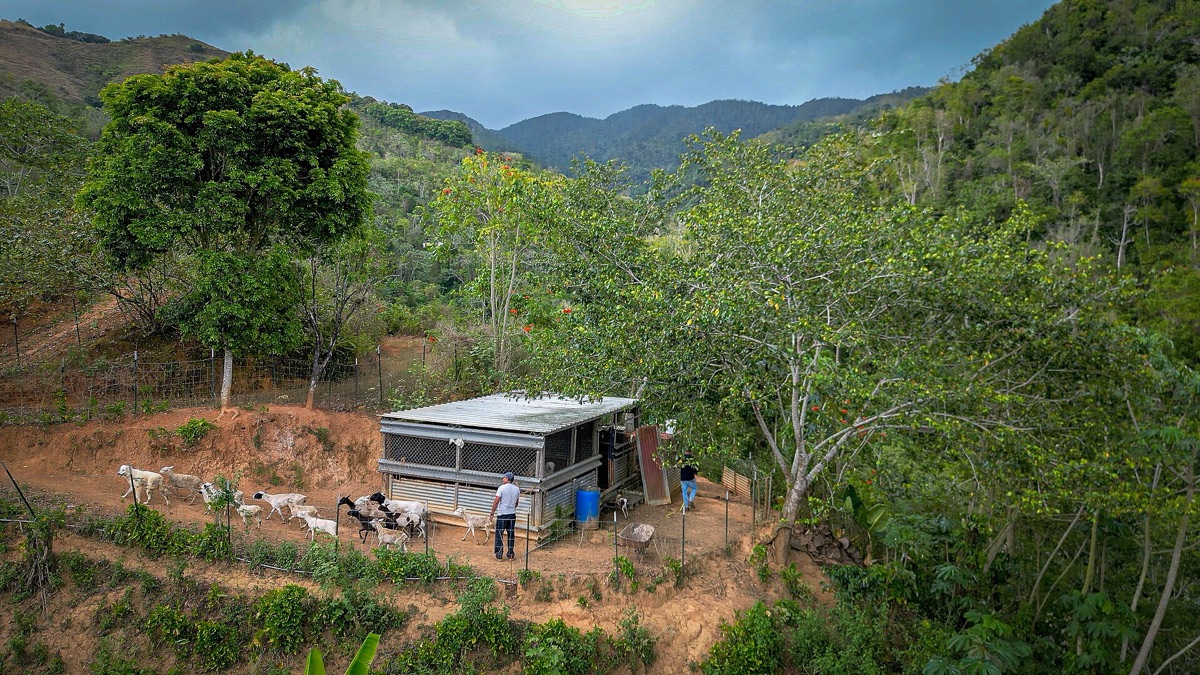 campo de café en puerto rico