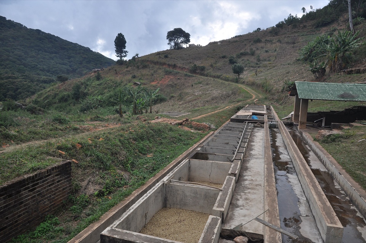 coffee bean processing