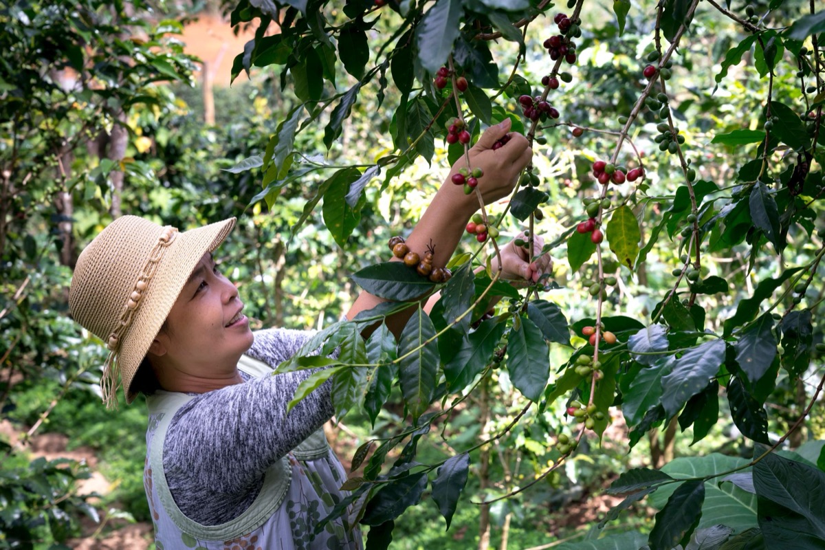 coffee farm in peru