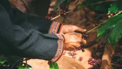Top 10 Koffie Producenten: Peru's Specialiteit Schittert