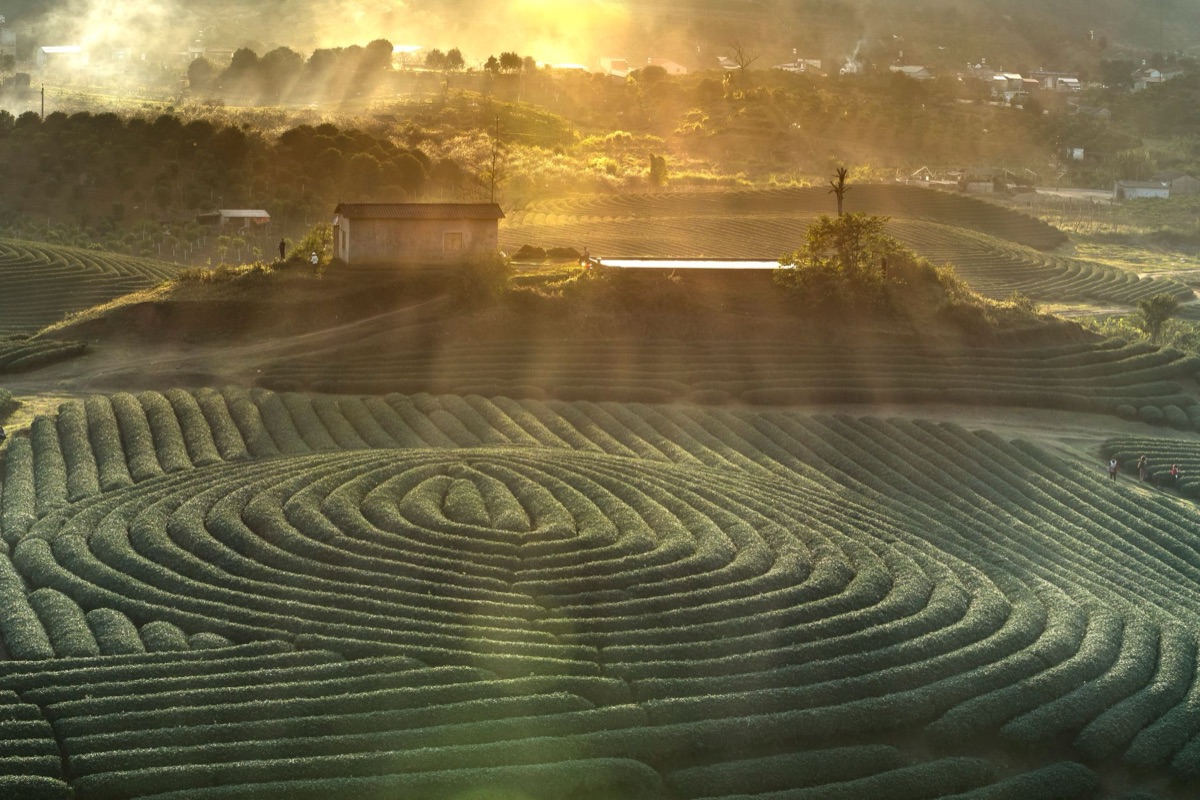 Peru coffee farm at sunrise